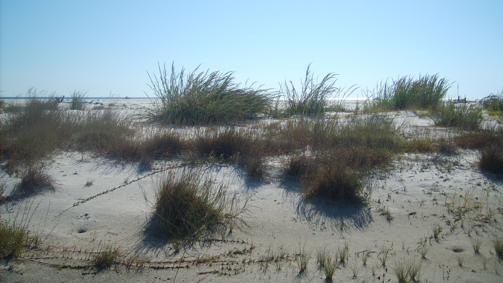 Sand dunes and coastal grass beneath a blue sky on Horn Island, Mississippi.